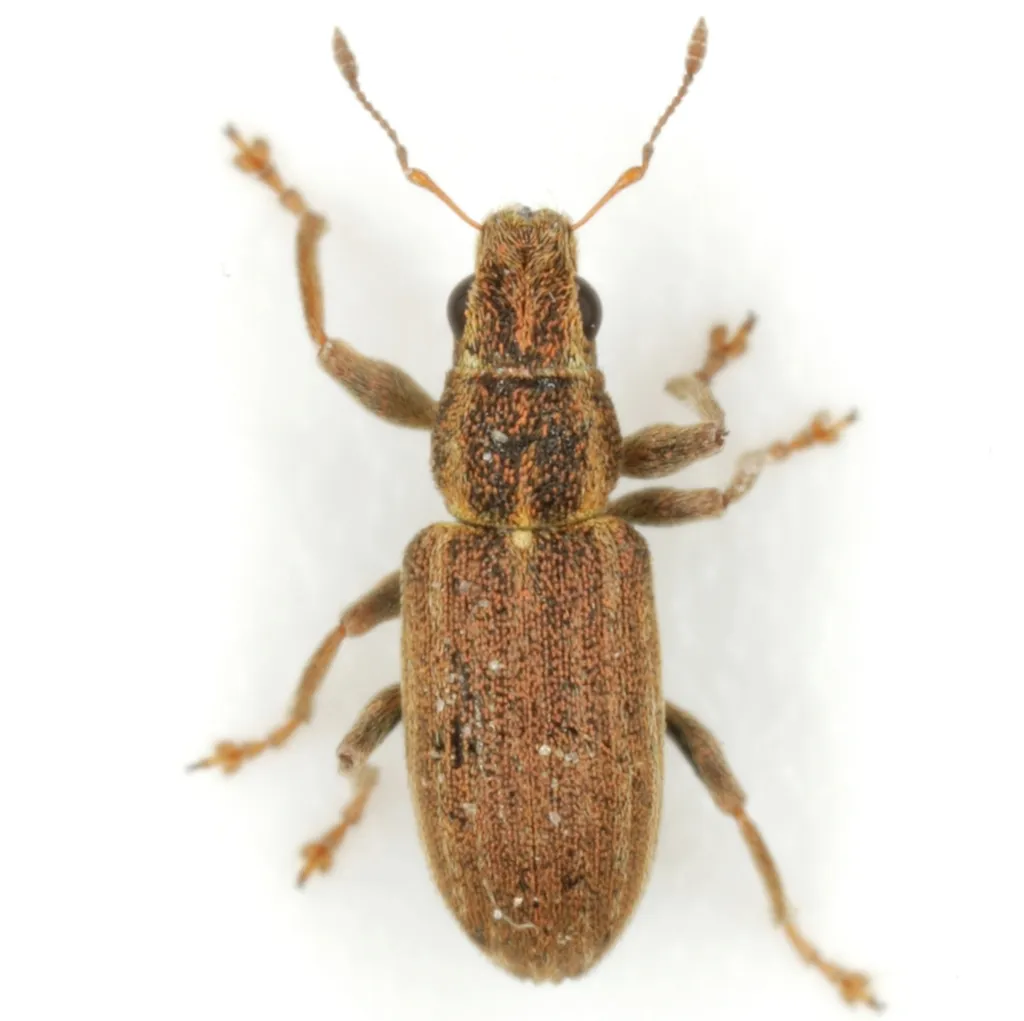 Pea-leaf Weevil - photo 2