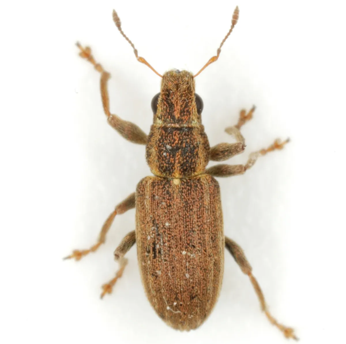 Pea-leaf Weevil - photo 3