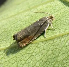 Pea Moth - photo 2
