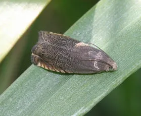 Pea Moth - photo 3