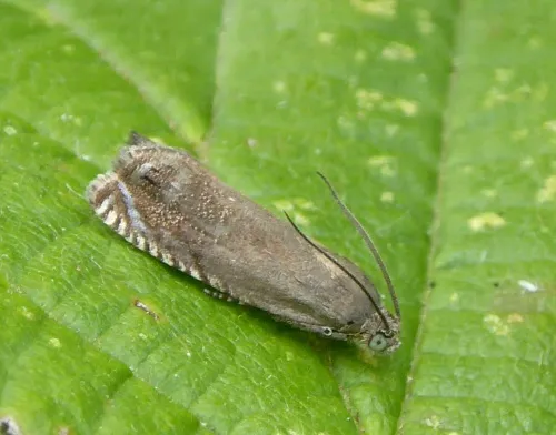 Pea Moth - photo 4