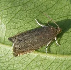 Pea Moth - photo 5