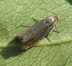 Pea Moth - photo 6