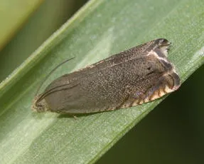 Pea Moth - photo 7