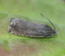 Pea Moth - photo 8