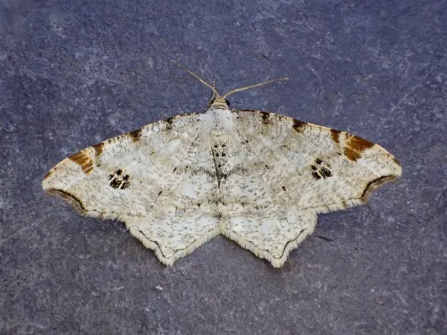 Peacock Moth - Macaria notata