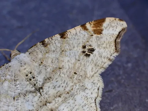 Peacock Moth - photo 2