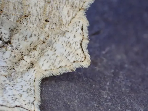 Peacock Moth - photo 3