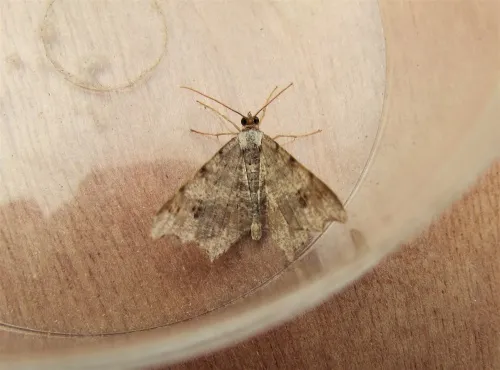 Peacock Moth - photo 4