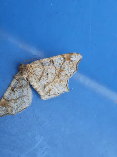 Peacock Moth - photo 5
