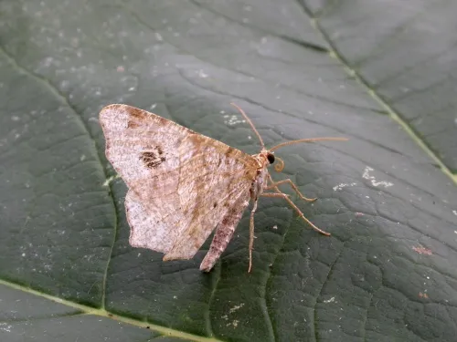 Peacock Moth - photo 6