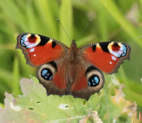 Peacock