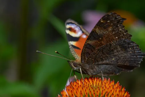 Peacock - photo 5
