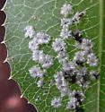 Pealius kelloggi - Pealius kelloggi