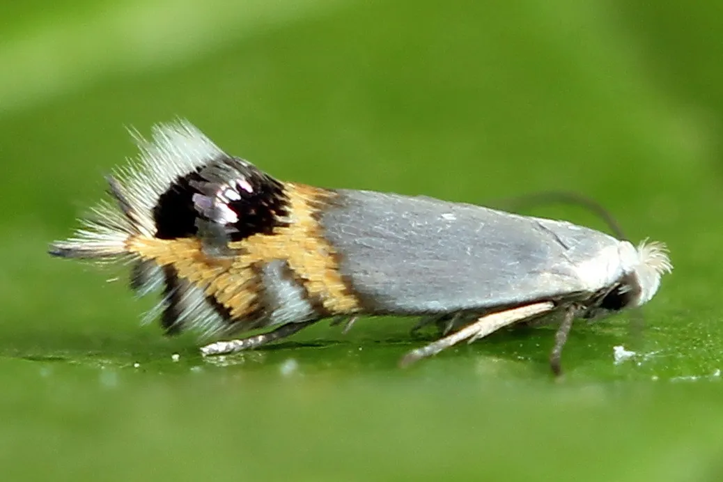 Pear Leaf Blister Moth - photo 3