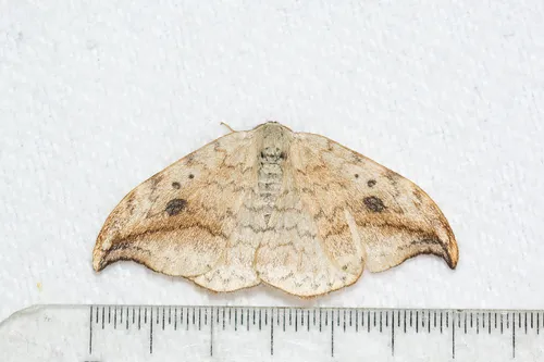 Pebble Hook-tip - photo 3