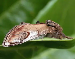 Pebble Prominent