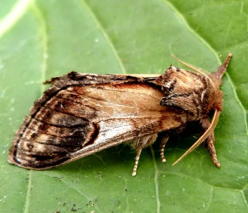 Pebble Prominent - photo 2