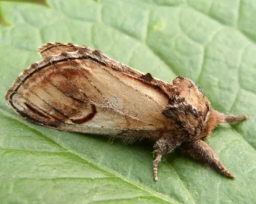 Pebble Prominent - photo 3