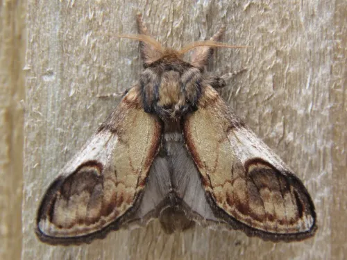 Pebble Prominent - photo 4