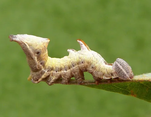 Pebble Prominent - photo 5