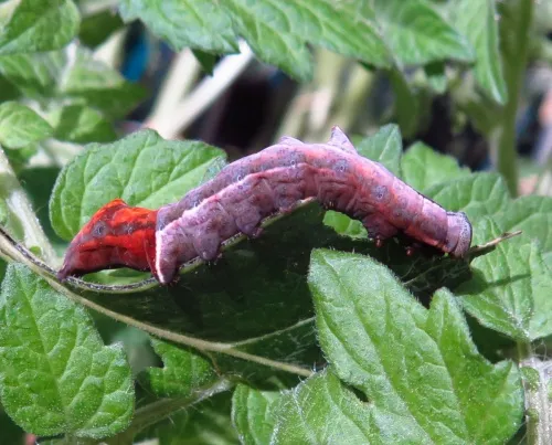 Pebble Prominent - photo 6