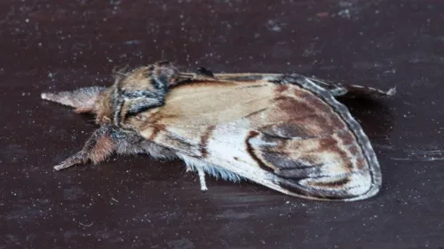 Pebble Prominent - photo 7