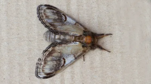 Pebble Prominent - photo 8