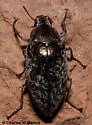 Pechalius dentiger - Pechalius dentiger