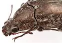 Pechalius dentiger - photo 3