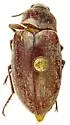 Pechalius pilosus