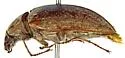 Pechalius pilosus - photo 2