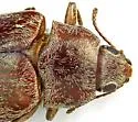 Pechalius pilosus - photo 3