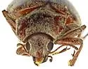 Pechalius pilosus - photo 4