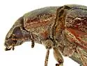 Pechalius pilosus - photo 5