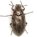 Pechalius subvittatus