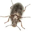 Pechalius subvittatus - photo 2