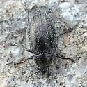 Pechalius subvittatus - photo 3