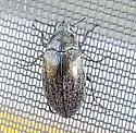 Pechalius subvittatus - photo 4