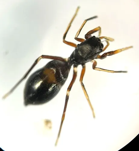 Peckhamia americana - photo 3