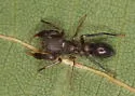 Antmimic Jumper