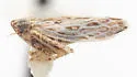 Peconus scriptanus - photo 3