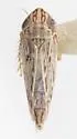 Peconus scriptanus - photo 4