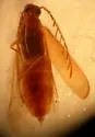 Pectotoma hoppingi - photo 2
