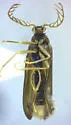 Pectotoma hoppingi - photo 4