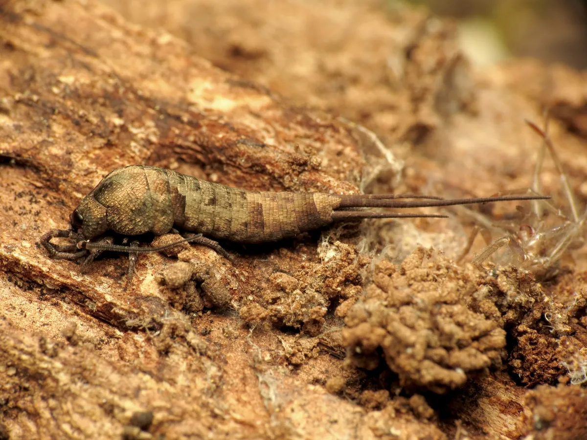 Pedetontus (s.str.) saltator - photo 3