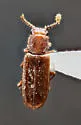 Pediacus andrewsi