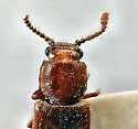 Pediacus andrewsi - photo 2