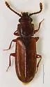 Pediacus andrewsi - photo 3