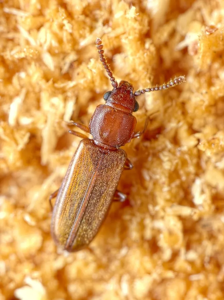 Pediacus depressus